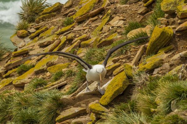 Saunders Island Black-browed albatross